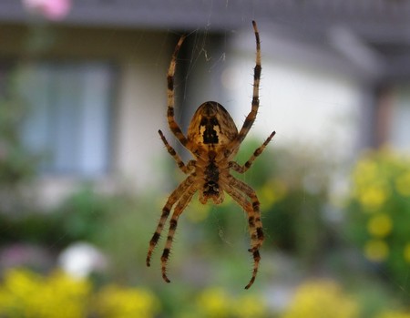 Just Killing Time - web, spider, insects, nature, venom, bugs