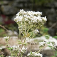 simple white flower