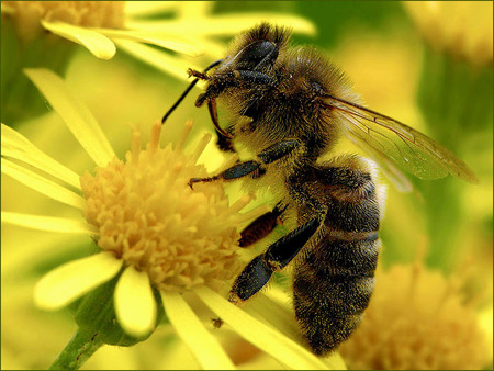 Bees  - bees, insects