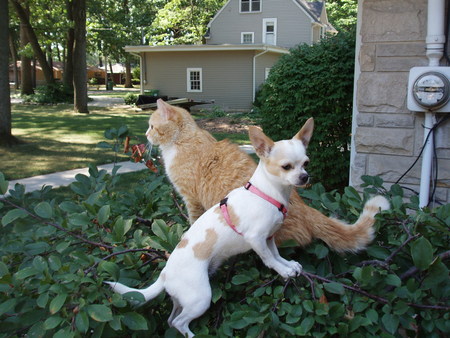 CAT DOG - animals, cat, tree, nature, dog