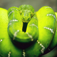 Green_Snake