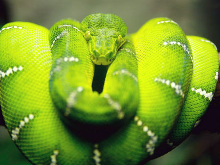 Green_Snake - green, druffix, animals, snake