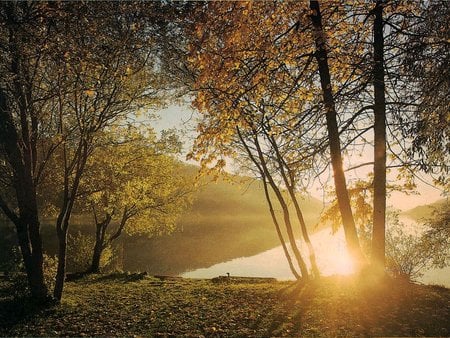 Shy sun - lake, tree, sun, farytale