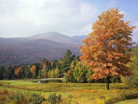 Autumn Tree - autumn, brown, cloud, leaf, mountain, tree, sky