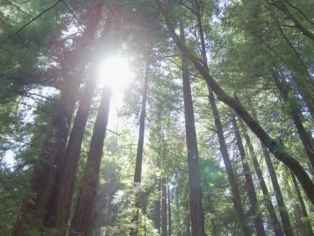 Ancient Forest - tree, forest, sun, green