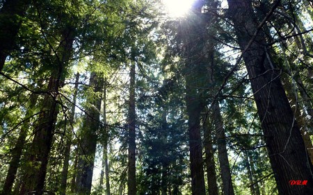 Shining Through - widescreen, cascades, trees, sun shining, summer, morning, forest, washington