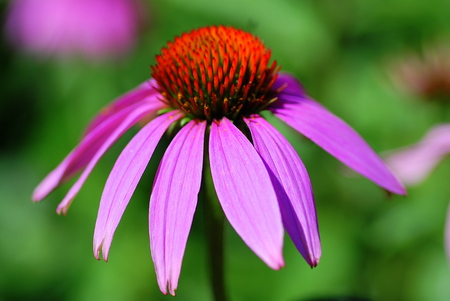 Echinacea - echinacea, flower, nature, plant