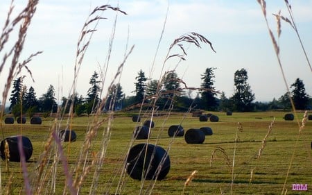 Ready for Winter - farm, hay, ranch, summer, field, widescreen, country, washington