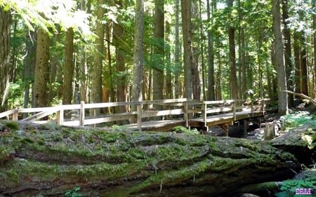 Bridge in Mountains - trees, cascades, forest, mountains, bridge, widescreen, washington