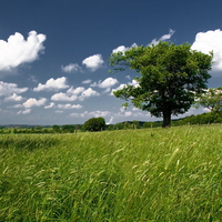 Green field n tree