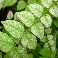 white leaves