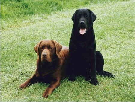 two labs sitting - back and brown, dog, grass, labrador