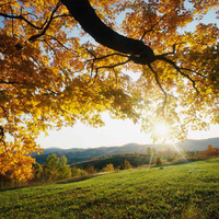 trees bathed in sun light