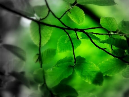 Leaf - nature, forests