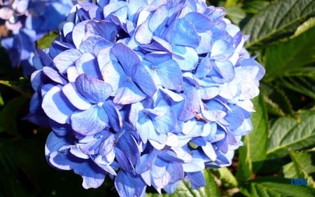 Blue in Fall - flower, washington, widescreen, blue, hydrangea