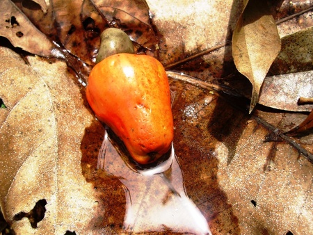 Drop - drop, cashew apple, fruit, anacardium occidentale, leaf