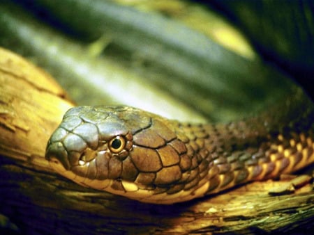 Snake - cobra, snakes