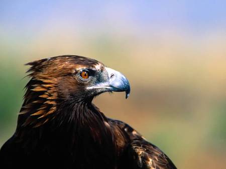 golden Eagle - golden eagle