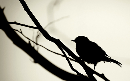 Bird on shadow - silhouette, birds