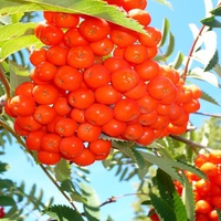 Mountain Ash Berries