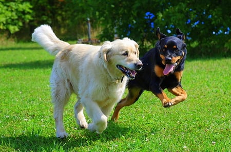 Best Friends - animal, nature, dog, friends, golden retriever, cachorros