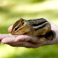 Baby chipmunk