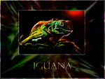 Iguana