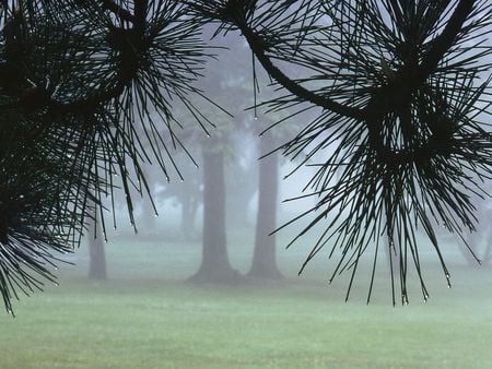 Evergreens - pine, evergreens, fog, dew