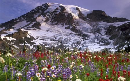 Wild flowers - snow, flowers, mountains