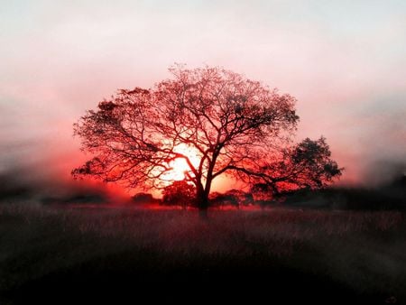 red tree wallpaper - moon, red, tree, color