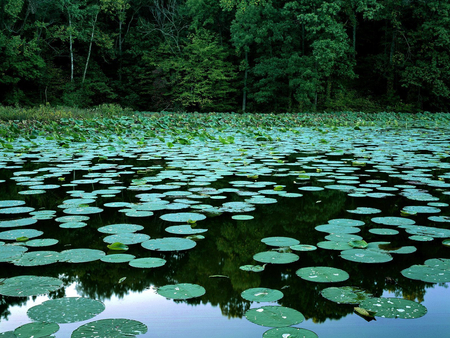 Lovely waterlily lake - waterlilies, lake, quiet, trees, leaves