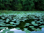 Lovely waterlily lake