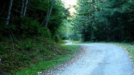 Winding Road - widescreen, curves, road, forest, mountains, washington