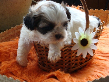 Puppy in basket - dogs, animals