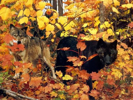 Blending In - black, blending, wolf, gray, woods, wolves, leaves