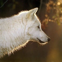 White Wolf