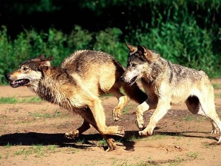 Morning Jog - wolf, running, wolves, playing