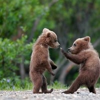 Sparring Cubs