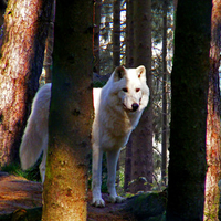 White wolf