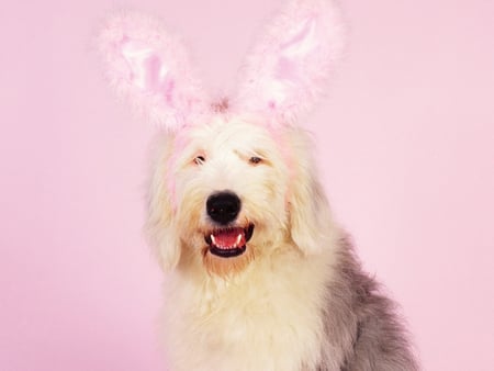 Bunnygirl - bunny ears, english sheepdog, dog, pink