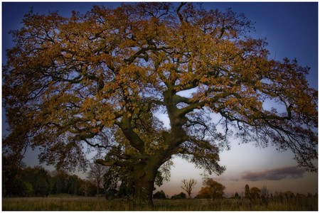 Tree - nature, trees