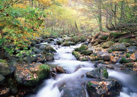 Colored stones in the stream - fall, mossy, nature, rivers, autumn, colored, stones, leaves