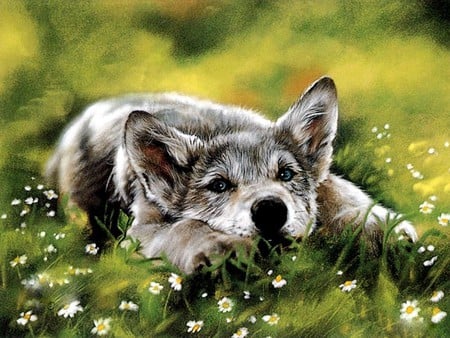 Carefree Day - cub, animals, field, pup, oil, wolves, painting, dog, dogs, sunny, wildlife, lobo, blue eyes, wild dogs, waiting, wolf, nature, daytime, flowers