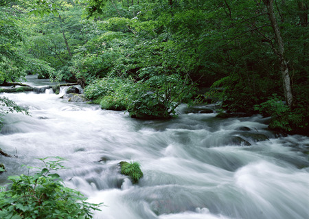 Stream through the forest - stream, forest, water, foam, landscape, mossy, scenery, river, trees, nature, green