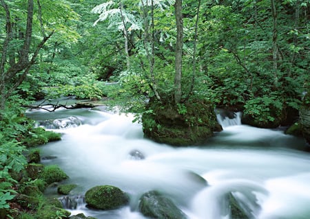 Stream through the forest - trees, landscape, stream, water, foam, mossy, nature, forest, river, scenery, green