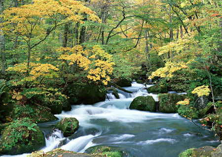 Stream through the forest - stream, fall, rocks, landscape, leaves, mossy, scenery, river, nature, autumn