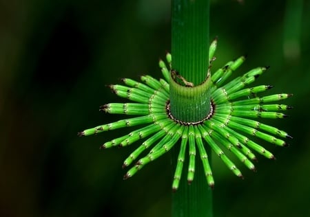 Green Thing - photography, 3d, abstract, green