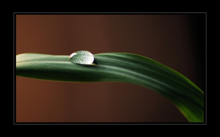 leaf - leaf, nature, green