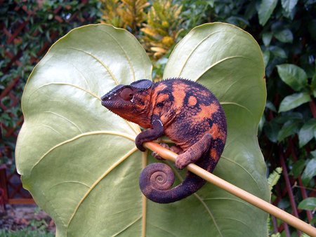 CHAMELEON - reptile, red, chameleon