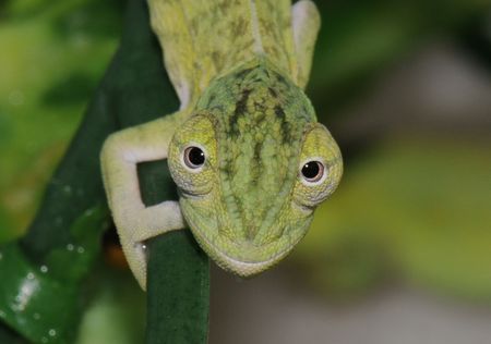 LOOKEN AT YOU - baby, green, chameleon